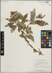 Foto von Salix lucida Muhl.